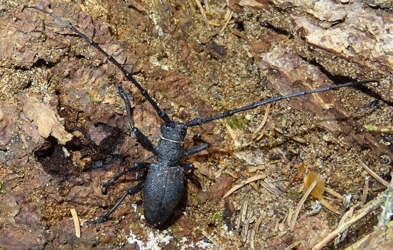 Cerambycidae: Morimus asper, maschio